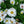 Load image into Gallery viewer, Aster