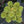 Load image into Gallery viewer, Atlantis Korean Stonecrop