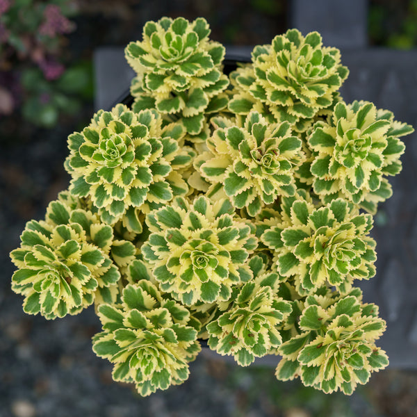 Atlantis Korean Stonecrop