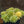 Load image into Gallery viewer, Atlantis Korean Stonecrop