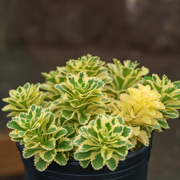 Atlantis Korean Stonecrop