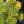 Load image into Gallery viewer, Atlantis Korean Stonecrop