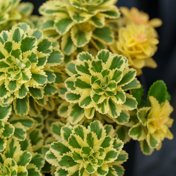Atlantis Korean Stonecrop