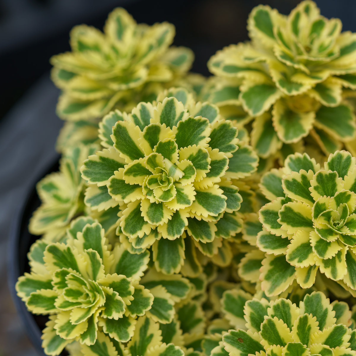 green and yellow succulent plant Atlantis Stonecrop – Plant Detectives