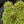Load image into Gallery viewer, Atlantis Korean Stonecrop