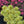 Load image into Gallery viewer, Atlantis Korean Stonecrop