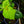 Load image into Gallery viewer, Auntie Lilli's Sunset Hibiscus