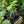 Load image into Gallery viewer, Auntie Lilli's Sunset Hibiscus