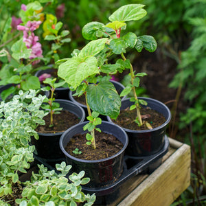 Auntie Lilli's Sunset Hibiscus