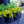 Load image into Gallery viewer, Aurea Creeping Jenny