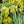 Load image into Gallery viewer, Aurea Creeping Jenny