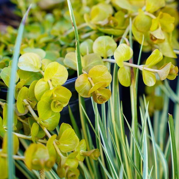 Aurea Creeping Jenny