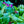 Load image into Gallery viewer, Auricula Primrose