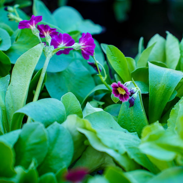 Auricula Primrose