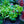 Load image into Gallery viewer, Auricula Primrose