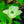Load image into Gallery viewer, Aurora Dogwood - Dogwood Tree - Flowering Trees