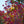 Load image into Gallery viewer, Aurora Dogwood