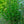Load image into Gallery viewer, Aurora Dogwood - Dogwood Tree - Flowering Trees
