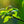 Load image into Gallery viewer, Aurora Dogwood - Dogwood Tree - Flowering Trees