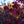 Load image into Gallery viewer, Aurora Dogwood