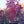 Load image into Gallery viewer, Aurora Dogwood