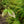 Load image into Gallery viewer, Aurora Dogwood