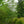 Load image into Gallery viewer, Aurora Dogwood
