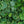 Load image into Gallery viewer, Auslese Lady's Mantle