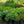 Load image into Gallery viewer, Auslese Lady's Mantle
