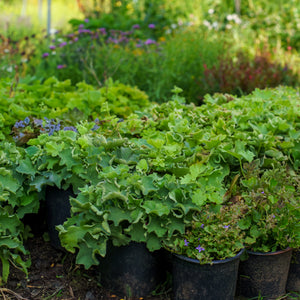 Auslese Lady's Mantle