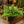 Load image into Gallery viewer, Austral Gem Bird's Nest Fern