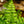 Load image into Gallery viewer, Austral Gem Bird's Nest Fern