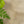 Load image into Gallery viewer, Austral Gem Bird's Nest Fern