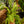 Load image into Gallery viewer, Australian Sword Fern