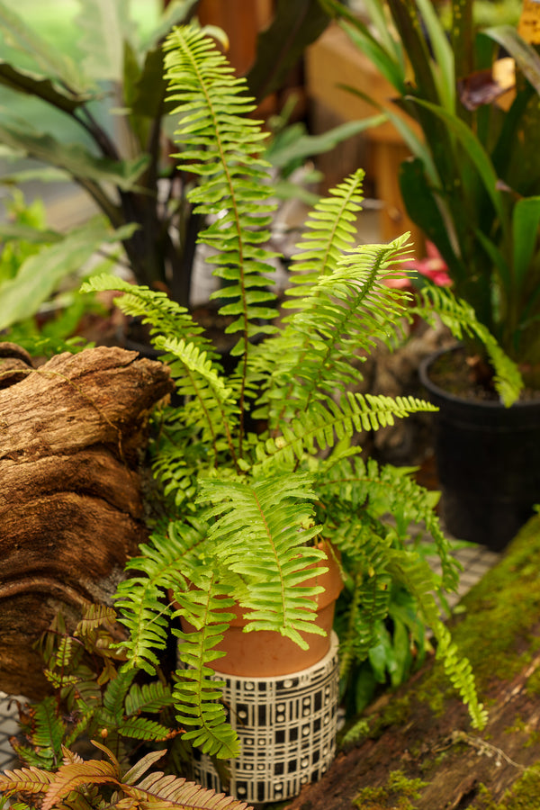 Australian Sword Fern