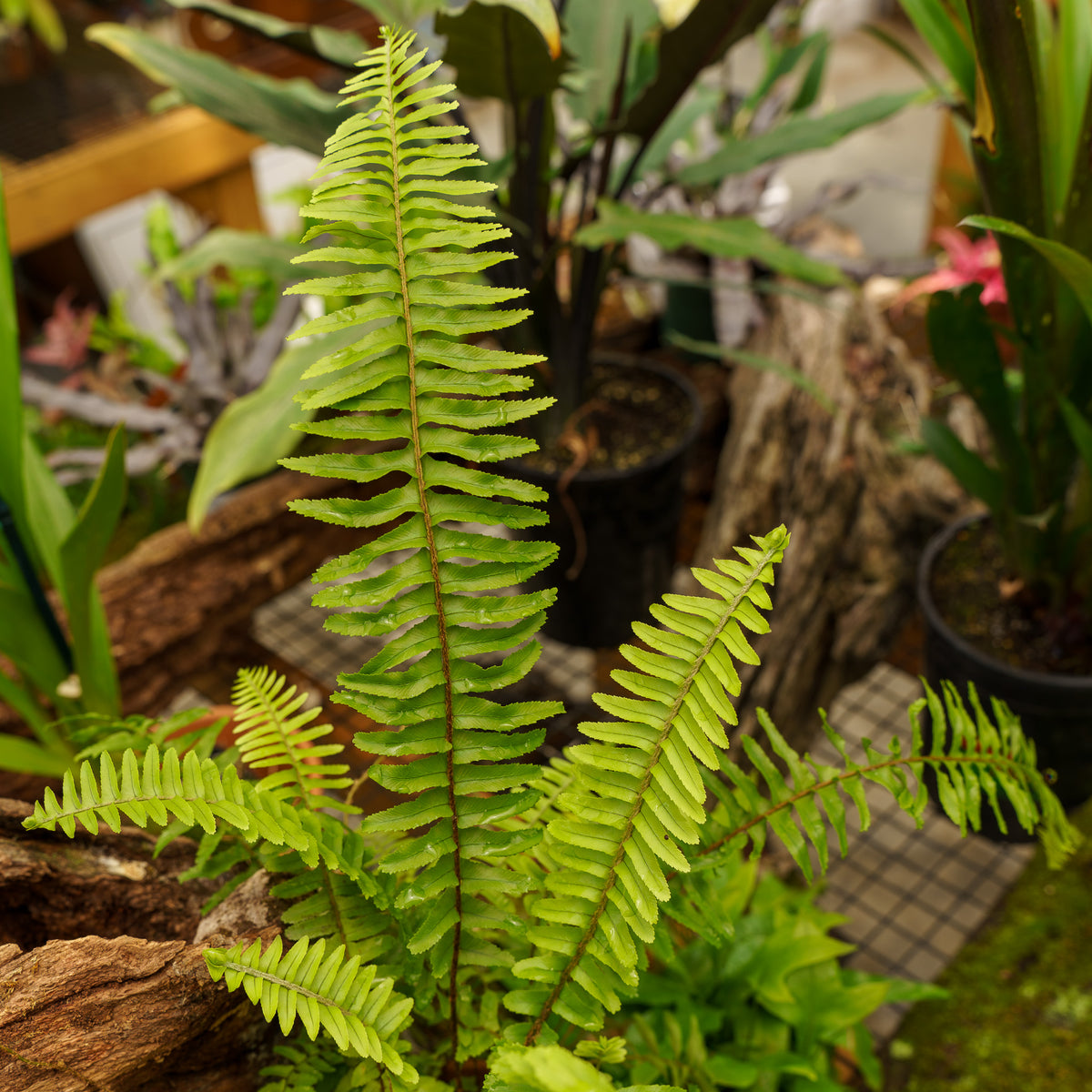 Kimberly Queen Fern – Plant Detectives