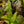 Load image into Gallery viewer, Australian Sword Fern
