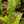 Load image into Gallery viewer, Australian Sword Fern