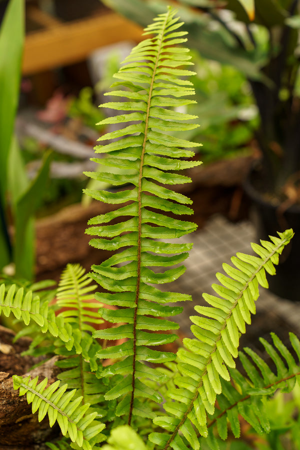 Australian Sword Fern
