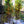 Load image into Gallery viewer, Autumn Brilliance Serviceberry