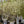 Load image into Gallery viewer, Autumn Brilliance Serviceberry