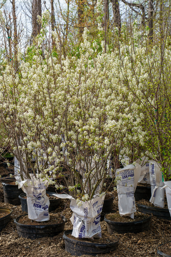 Autumn Brilliance Serviceberry