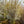 Load image into Gallery viewer, Autumn Brilliance Serviceberry - Amelanchier - Flowering Trees