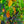 Load image into Gallery viewer, Autumn Brilliance Serviceberry - Amelanchier - Flowering Trees