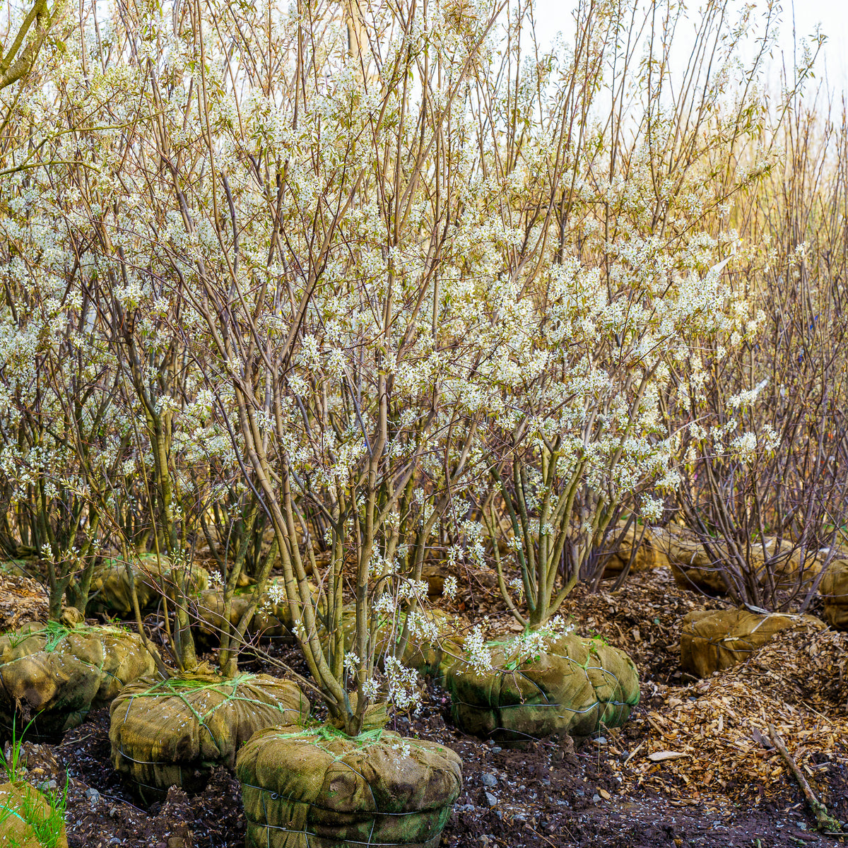Autumn Brilliance Serviceberry – Plant Detectives