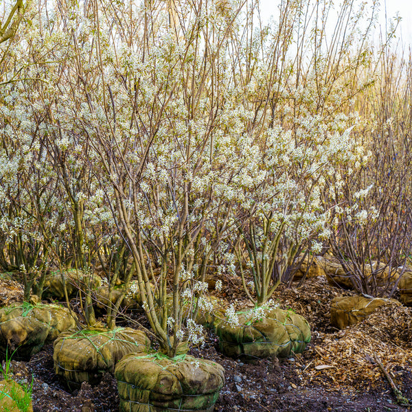 Autumn Brilliance Serviceberry - Amelanchier - Flowering Trees