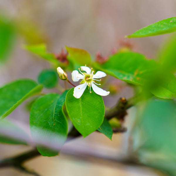 Autumn Brilliance Serviceberry - Amelanchier - Flowering Trees