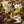 Load image into Gallery viewer, Autumn Brilliance Serviceberry - Amelanchier - Flowering Trees