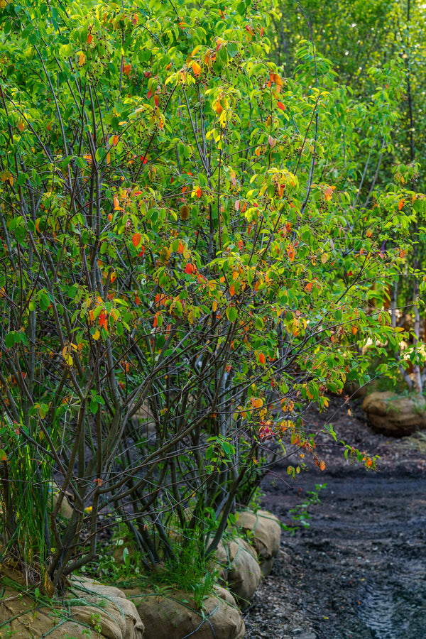 Autumn Brilliance Serviceberry - Amelanchier - Flowering Trees