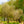 Load image into Gallery viewer, Autumn Brilliance Serviceberry - Amelanchier - Flowering Trees